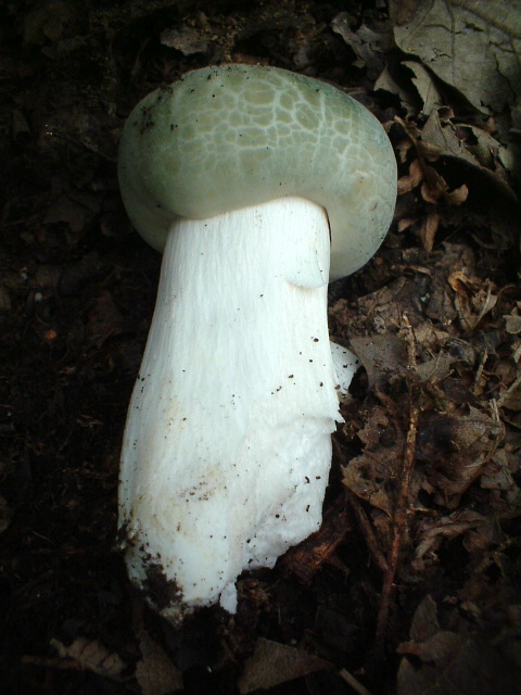 Russula virescens e simpatici segnali direzionali